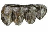 Gomphotherium (Mastodon Relative) Molar - Georgia #74437-1